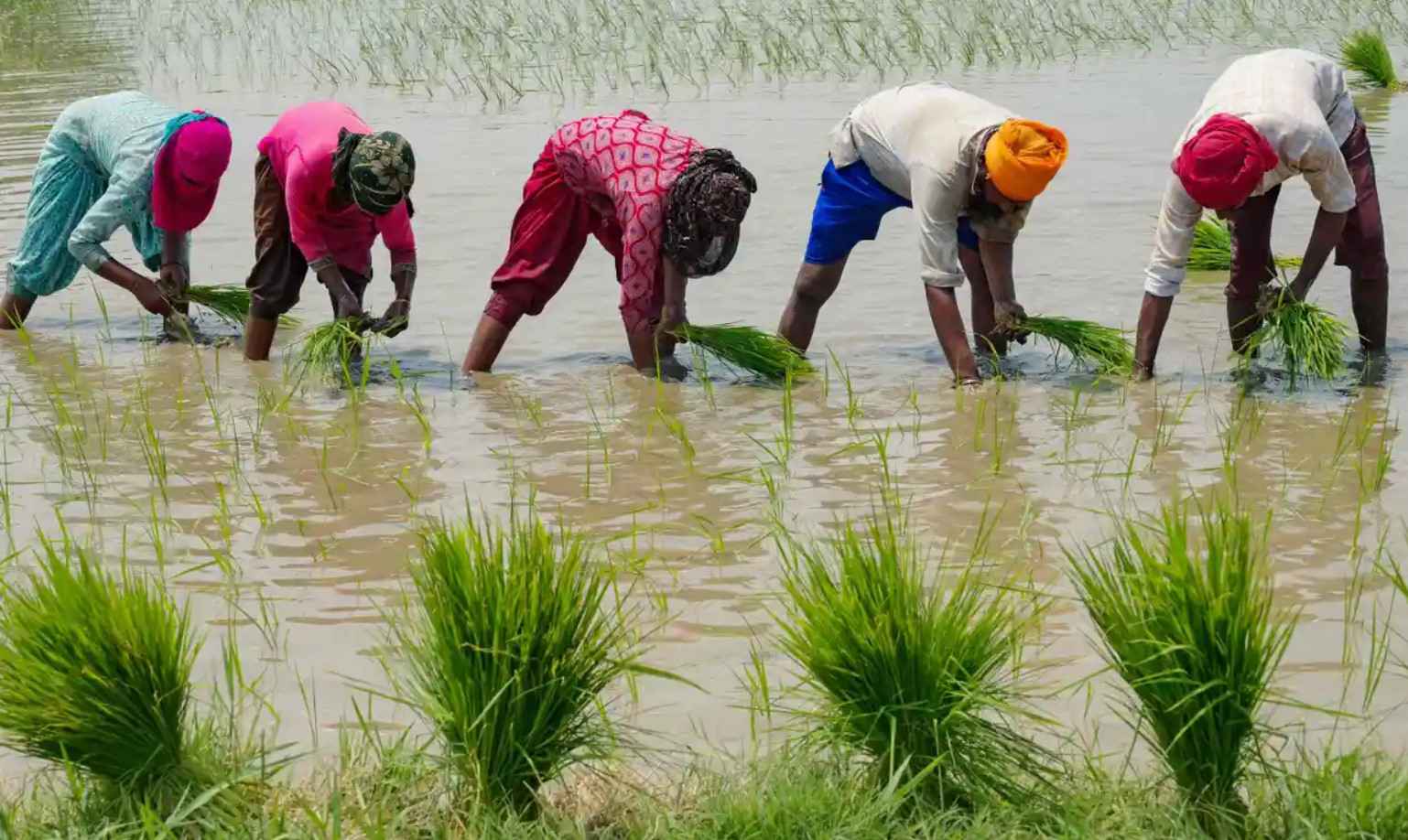 nong-dan-cay-lua-tren-mot-canh-dong-o-ngoai-o-amritsar-an-do-anh-the-guardian Thế giới - Quyết định cấm xuất khẩu gạo của Ấn Độ tạo nên cơn sốt ở Bắc Mỹ