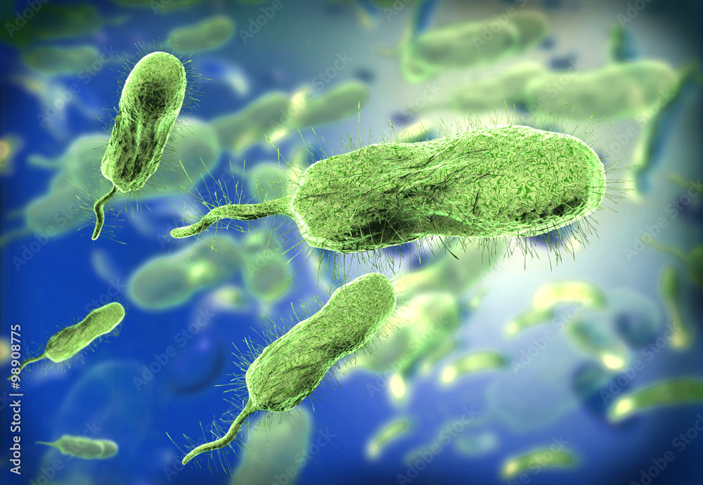 Ngâm hàu trong nước cốt chanh có diệt được vi khuẩn Vibrio vulnificus?