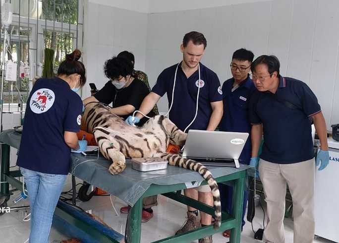 7 con hổ ở Phong Nha - Kẻ Bàng bây giờ ra sao?