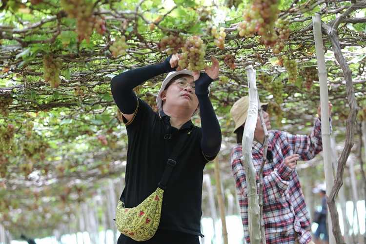 Đại Nghĩa hết hồn vì hái nho cả buổi được trả lương 10k tại 'Đệ nhất mưu sinh'