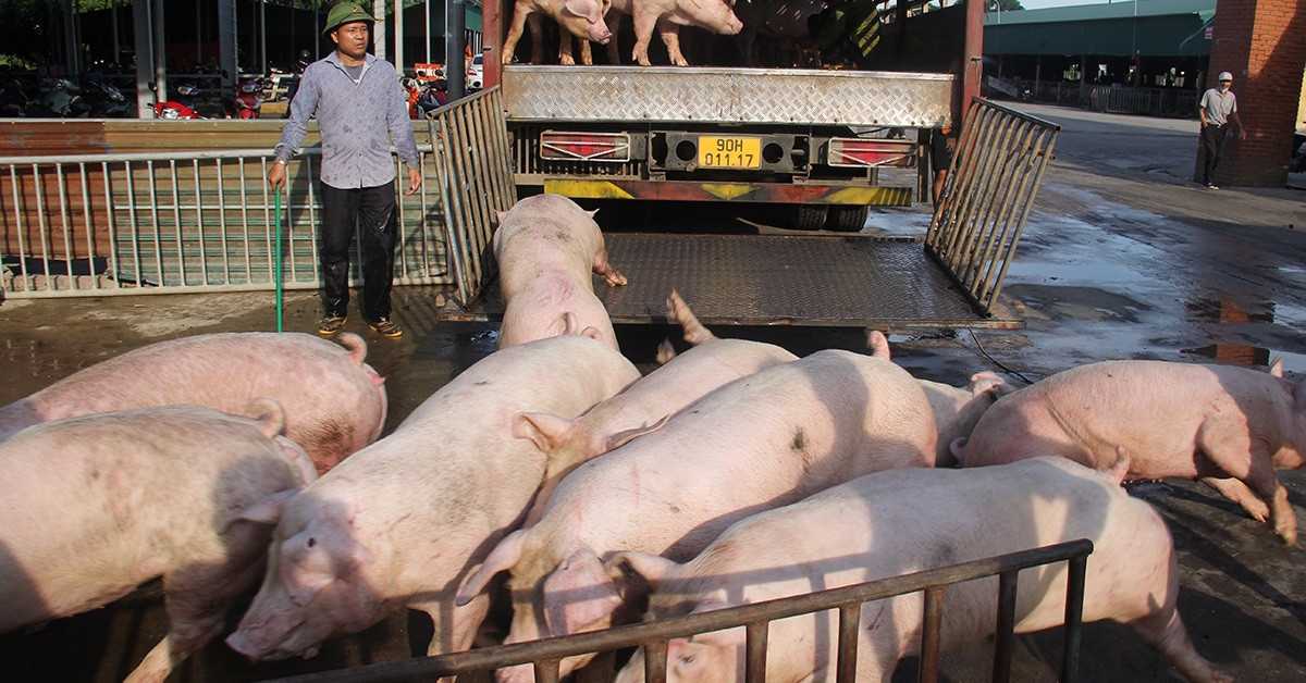 Giá thịt lợn hơi lại ‘chạm đáy’, người chăn nuôi thua lỗ