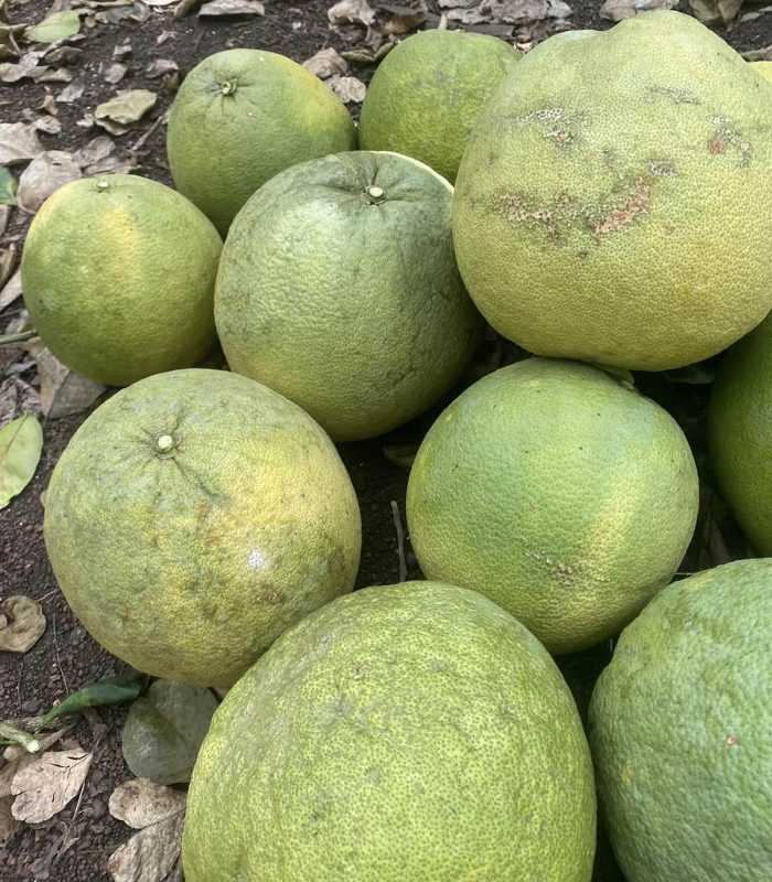 Sự thật thịt bò giá rẻ hơn lợn, chỉ từ 80.000 đồng/kg
